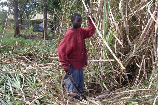 Uganda_Zuckerrohrernte