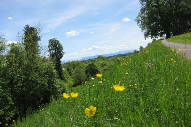 Allee 2012 05 10 Srs 044